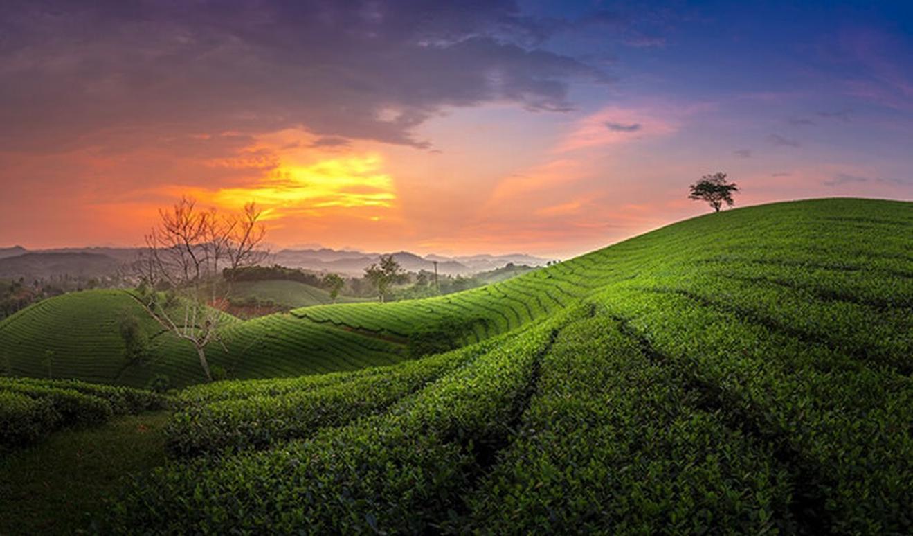 Trà atiso Ngọc Duy: hộp cam, hộp xanh hay hộp đỏ, cao mềm hay cao nước, mua ở đâu cho đúng hàng